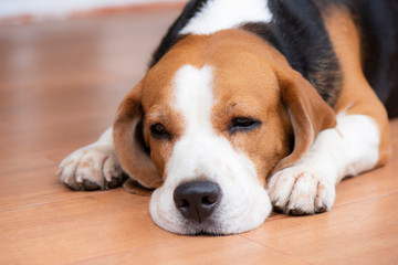 The beagle dog is lying crouched