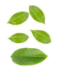 Obraz premium Green tea leaf collection isolated on white background