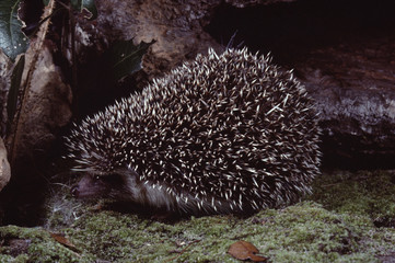 Naklejka na ściany i meble East African Hedgehog (Erinaceus Hinde)
