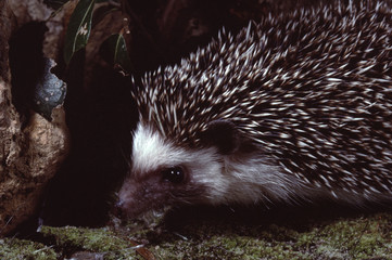 East African Hedgehog (Erinaceus Hinde)