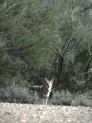 Coyote (Canis Latrans)