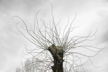 Winter tree resembling a gorgon jellyfish