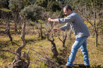 Caucasian farmer winegrower at work in an old vineyard, performs the pruning of the vine with professional scissors. Traditional agriculture.