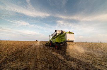Fototapeta premium Harvesting of soy bean field with combine