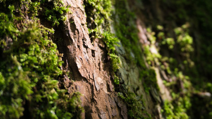 Vermooste Baumrinde im Wald