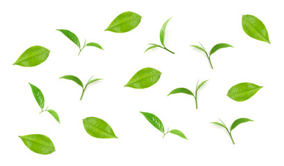 Green tea leaf collection isolated on white background