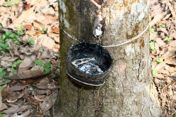 Natural Rubber Collection