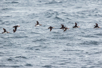 Flock of puffins skimming the waves near Bleiksoya