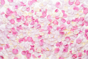 Pink rose flowers petals on white background. Flat lay, top view, copy space.