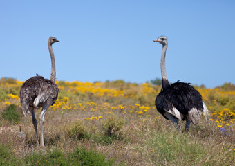 Pair of wild giant Ostrich walks in the blossoming yellow fields near Cape Town . South Africa