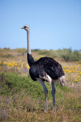 Naklejka premium Wild giant Ostrich walks in the blossoming fields near Cape Town . South Africa