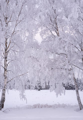 Birch tree covered by fresh snow and frost during winter Christmas time.