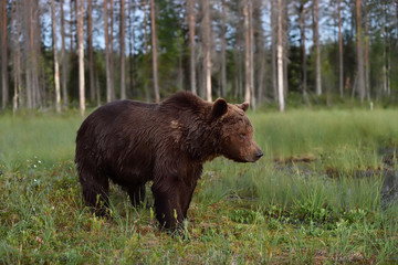 brown bear in forest background
