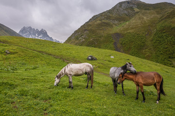 Fototapeta na wymiar Landscape view of Caucasus valley with horses close to ZETA camp, Georgia