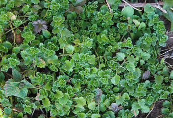 Grass and green plants background