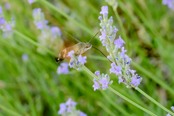 Sphinx hummingbird eating in lilac flower