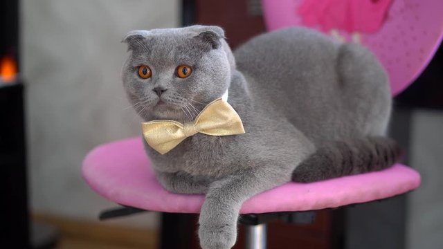 Scottish fold cat with a gold butterfly lies on a pink computer chair. Pets at the wedding