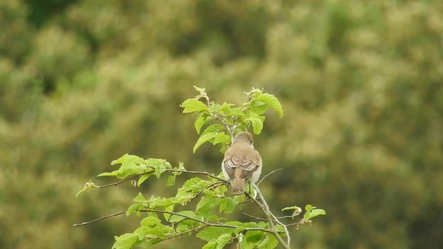 Neunt&ouml;ter (Laius collurio) Rotr&uuml;ckenw&uuml;rger, Weibchen fliegt ab
