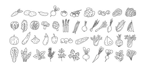 Bundle of vegetables, cultivated root crops, salads, spicy herbs drawn with contour lines on white background. Set of natural design elements. Monochrome vector illustration in line art style. - obrazy, fototapety, plakaty