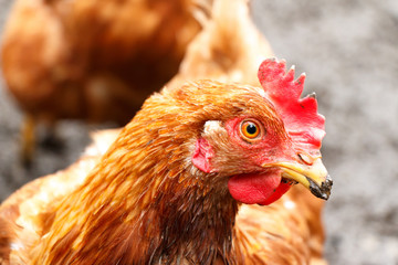 Head of a red home chicken close-up. The beak is smeared in the mud.