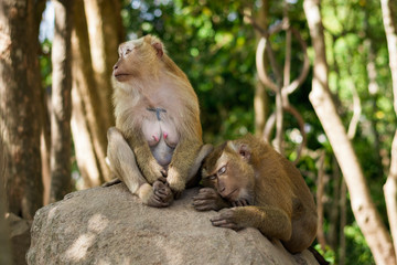 Female monkey and male monkey under shade of trees.