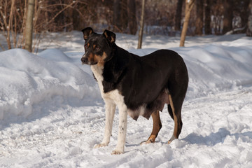 stray dog - a nursing mom who lives on the street. mongrel eats food in the snow.
