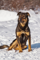 stray dog that lives on the street mongrel in the snow