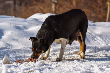 Fototapeta na wymiar stray dog - a nursing mom who lives on the street. mongrel eats food in the snow.