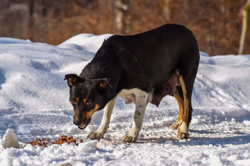 stray dog - a nursing mom who lives on the street. mongrel eats food in the snow.
