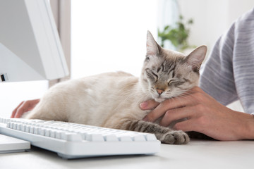 我が家のペットの猫
