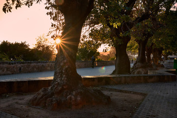 Trees and flashes of the setting sun. Walking at sunset.