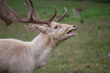 Röhrender brünftiger Damhirsch (Dama dama)