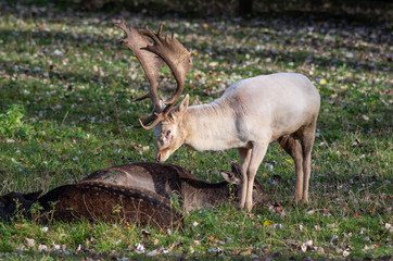 Damhirsche in der Brunft