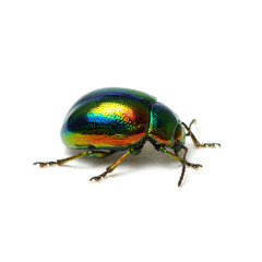 Green beetle isolated on white