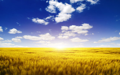 Fototapeta premium Wheat field and sun