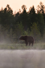 bear in the mist with water reflection, bear in scenic landscape.