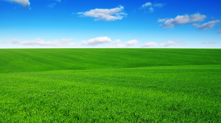 green field and blue sky