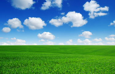 Green field and blue sky