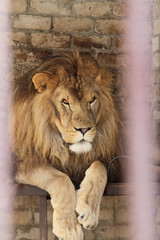 A lion in a zoo cage dreams of freedom. Closeup portrait of a lion