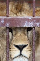 A lion in a zoo cage dreams of freedom. Closeup portrait of a lion