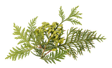 Fresh green thuja (Chinese arborvitae, white cedar) branch, seeds and foliage isolated on white...