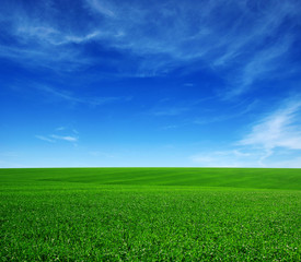 Fototapeta premium Field and blue sky with white clouds