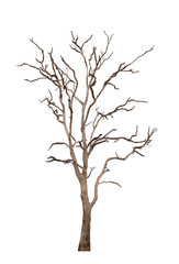 Fototapeta na wymiar Dead tree isolated on white background.