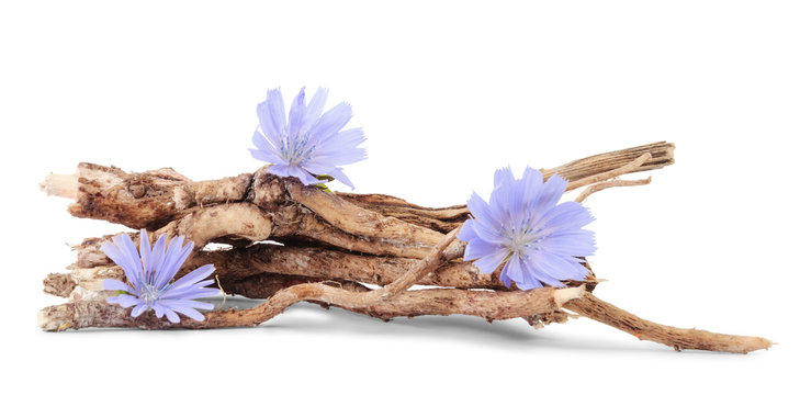 Dry roots of chicory and three cichorium flowers isolated on white background.