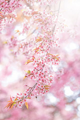  Beautiful pink Sakura flower blooming with soft light.
