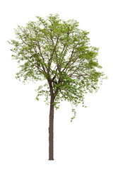 Tree isolated on white background Suitable for use.