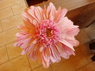 Close View of a Pink Gerbera Flower
