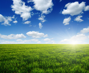 Obraz na płótnie Canvas Green meadow and sun.