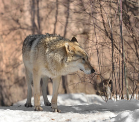 Fototapeta na wymiar Portrait of Eurasian wolf (Canis lupus lupus) (female) in winter