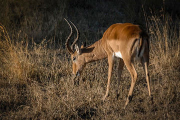 Impala , South Africa